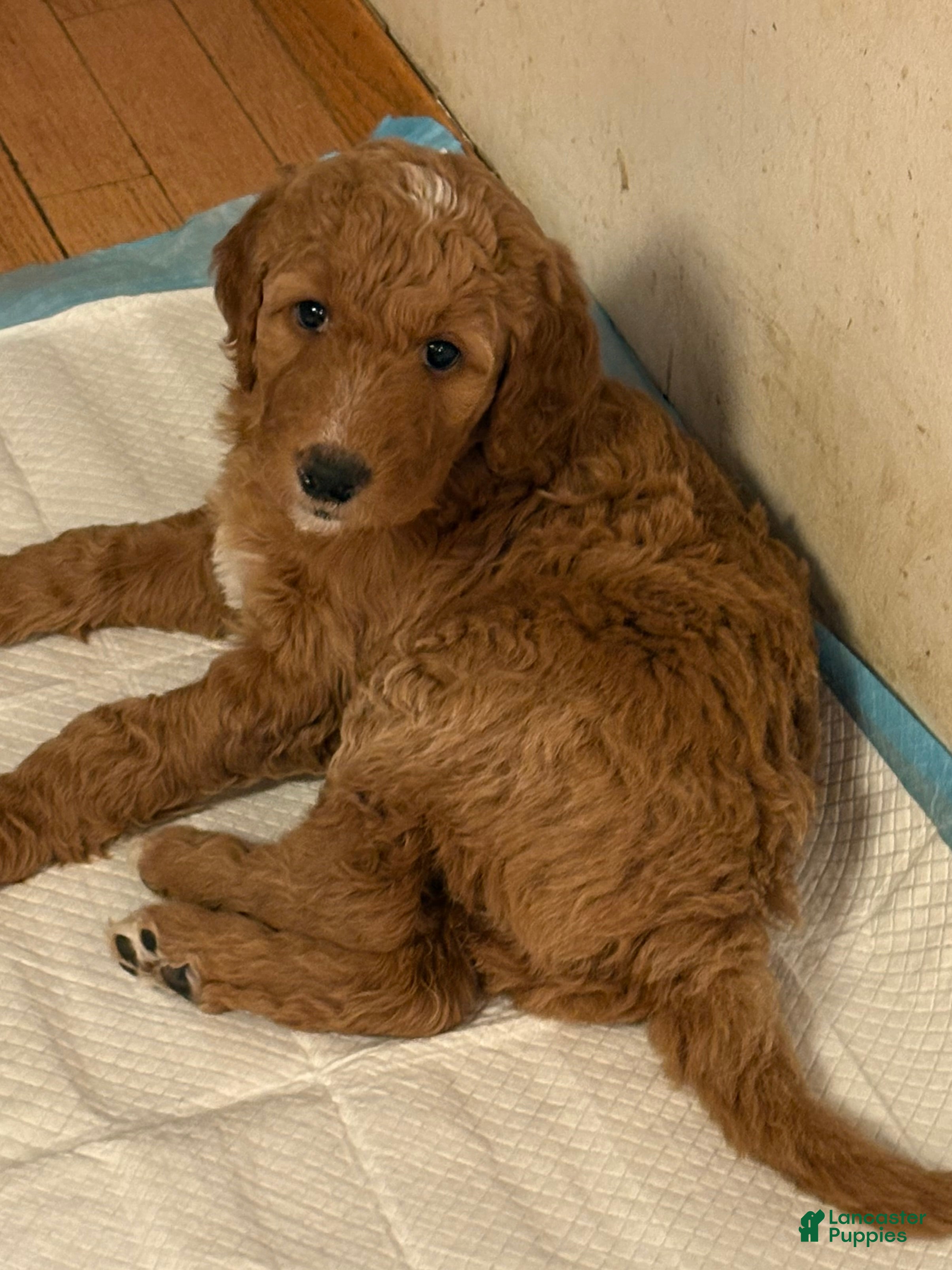 Goldendoodle dogs Ella - Ad 2