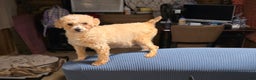 Maltipoo dogs for sale: Ice - Ad 4