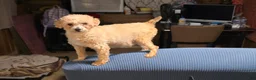 Maltipoo dogs for sale: Ice - Ad 4