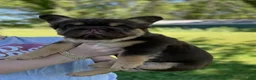 French Bulldog dogs for sale: Chewy - Ad 2
