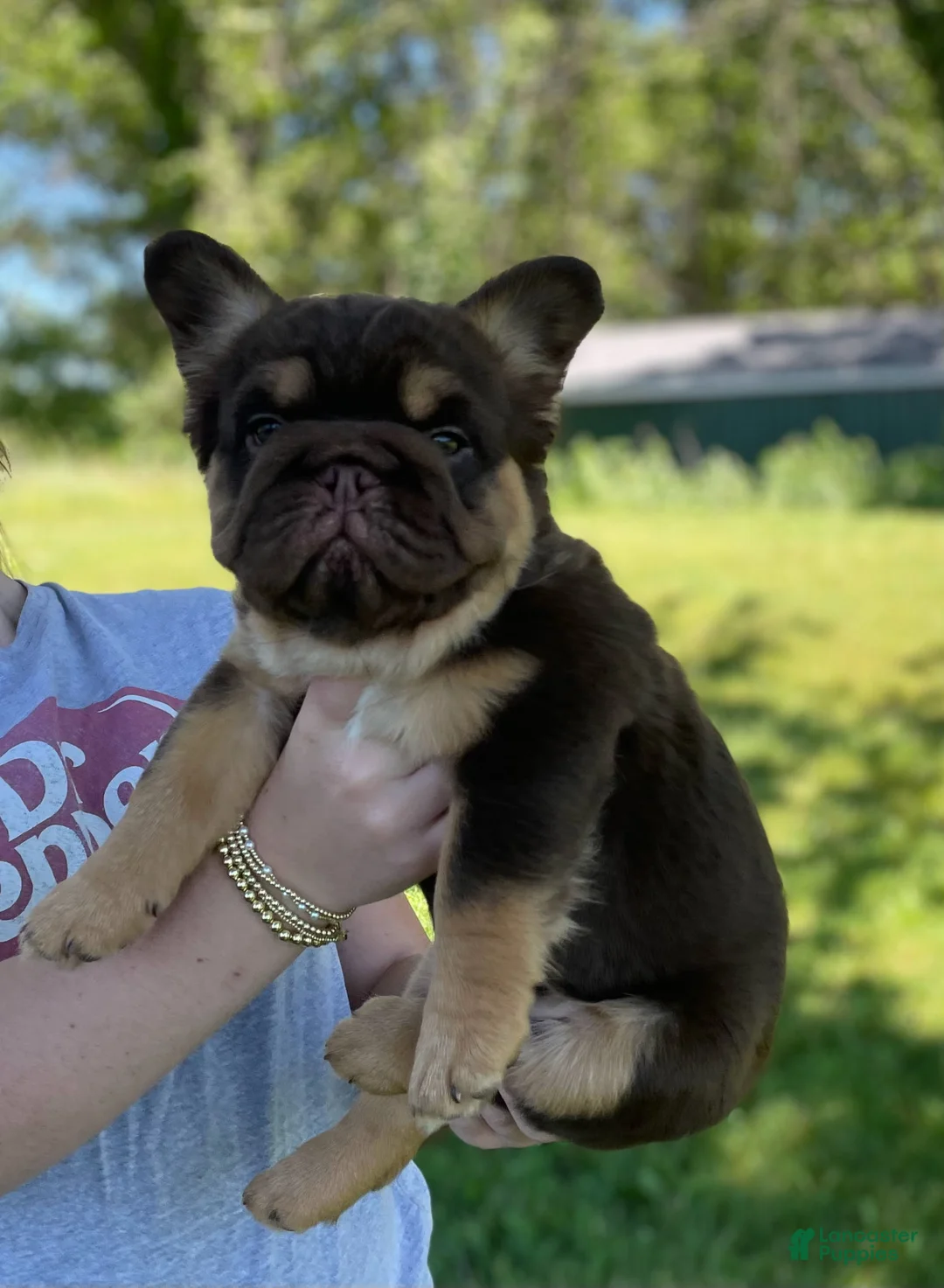 French Bulldog dogs for sale: Chewy - Ad 2
