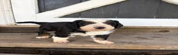 Mini Bernedoodle dogs for sale: Bruce - Ad 4