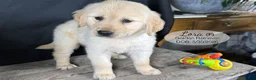 Golden Retriever dogs for sale: Lora - Ad 4