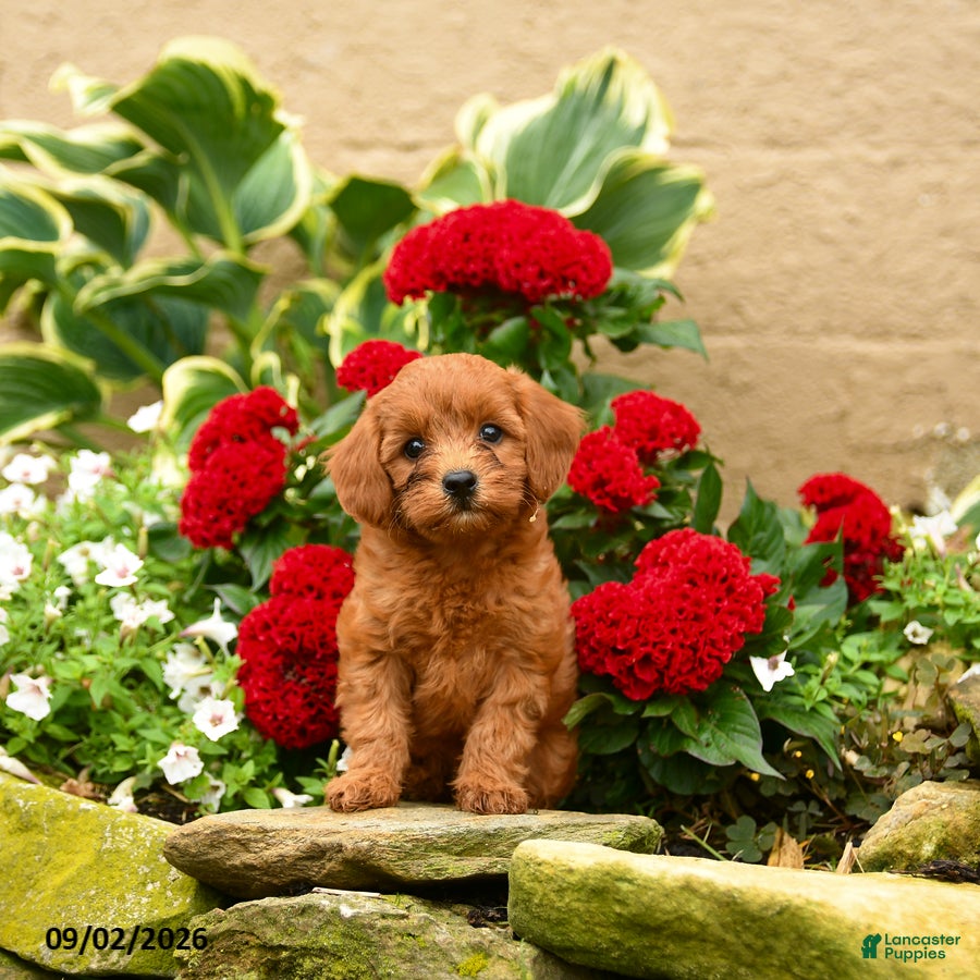 Miniature Poodle dogs Sashimi - Ad 1