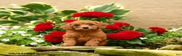 Miniature Poodle dogs for sale: Sashimi - Ad 1