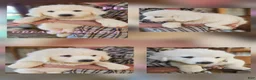 Great Pyrenees dogs for sale: Great Pyrenees Puppy 1 - Ad 6