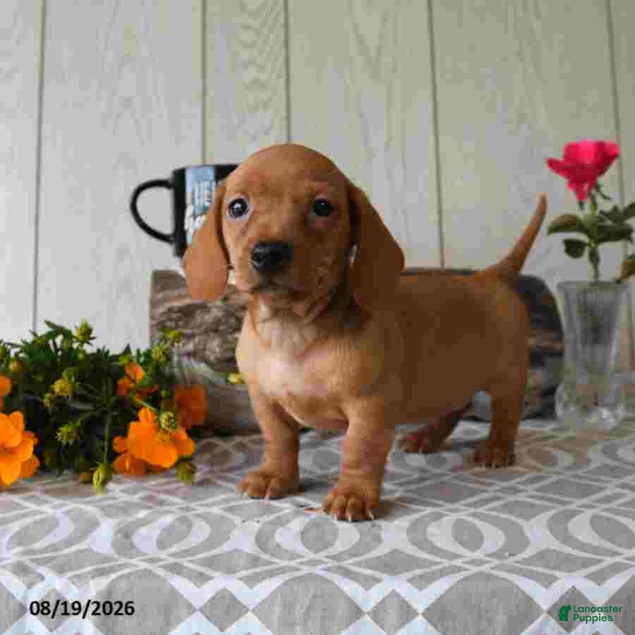 Miniature Dachshund dogs Tyler - Ad 2