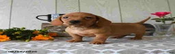 Miniature Dachshund dogs for sale: Tyler - Ad 12