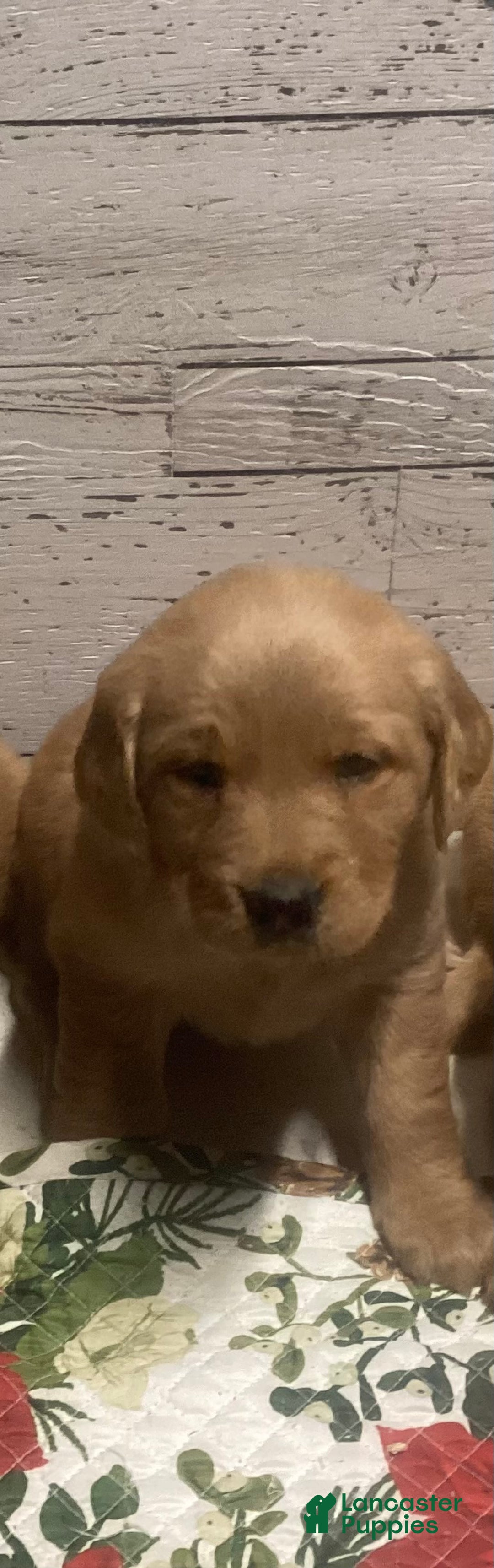 Golden Retriever dogs for sale: Golden Retriever Puppy 2 - Ad 1