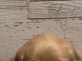 Golden Retriever dogs Golden Retriever Puppy 2 - Ad 17