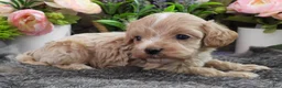 Cavapoo dogs for sale: #3 Female of Kate - Ad 3