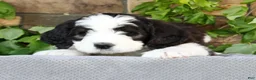 Saint Berdoodles dogs for sale: Violet - Ad 4