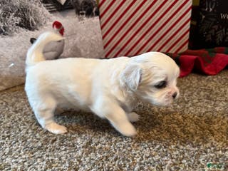 Shih Tzu dogs Tulip - Ad 27