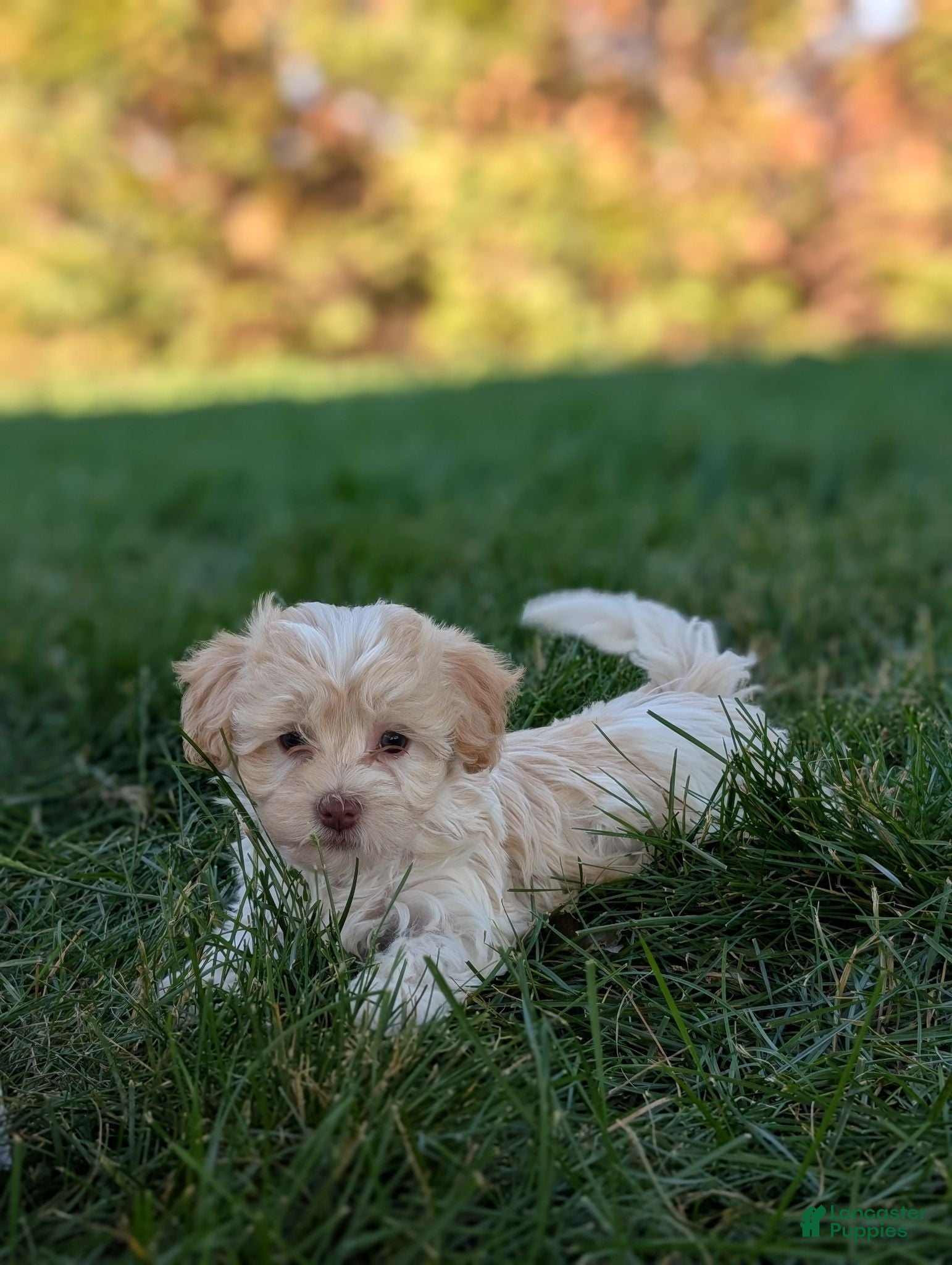 Havanese dogs Chloe - Ad 2