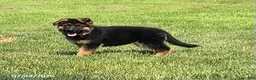 German Shepherd dogs for sale: Ella - Ad 4