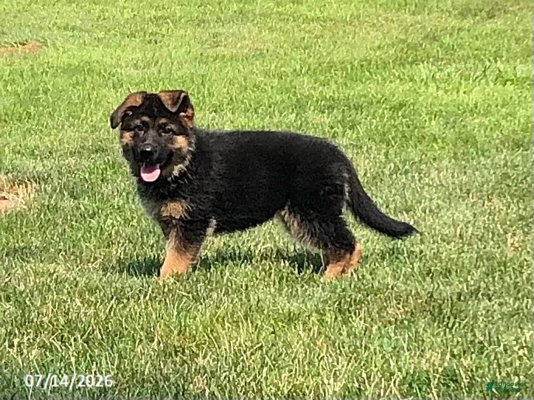 German Shepherd dogs for sale: Ella - Ad 4