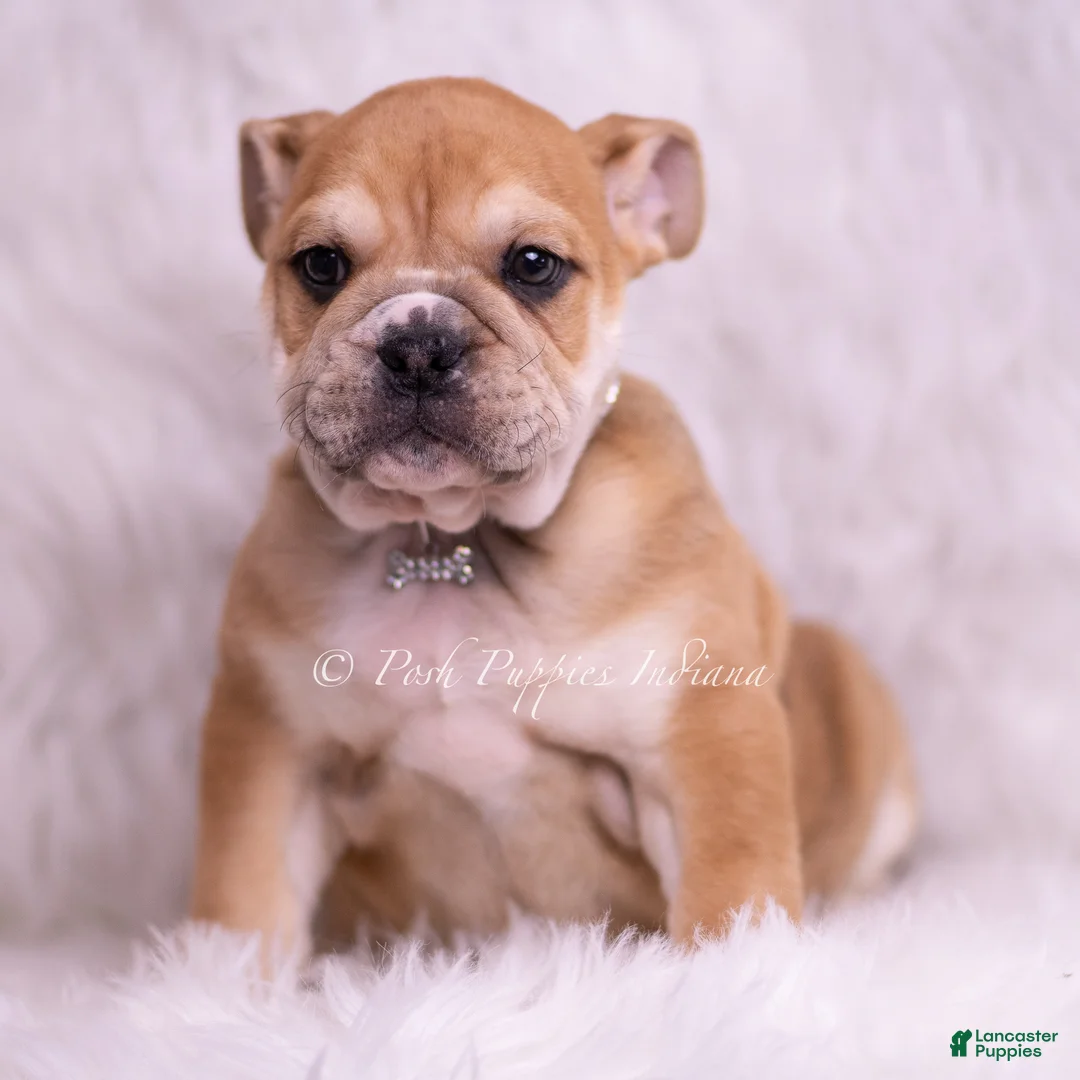 English Bulldog dogs for sale: Hulk - Ad 1