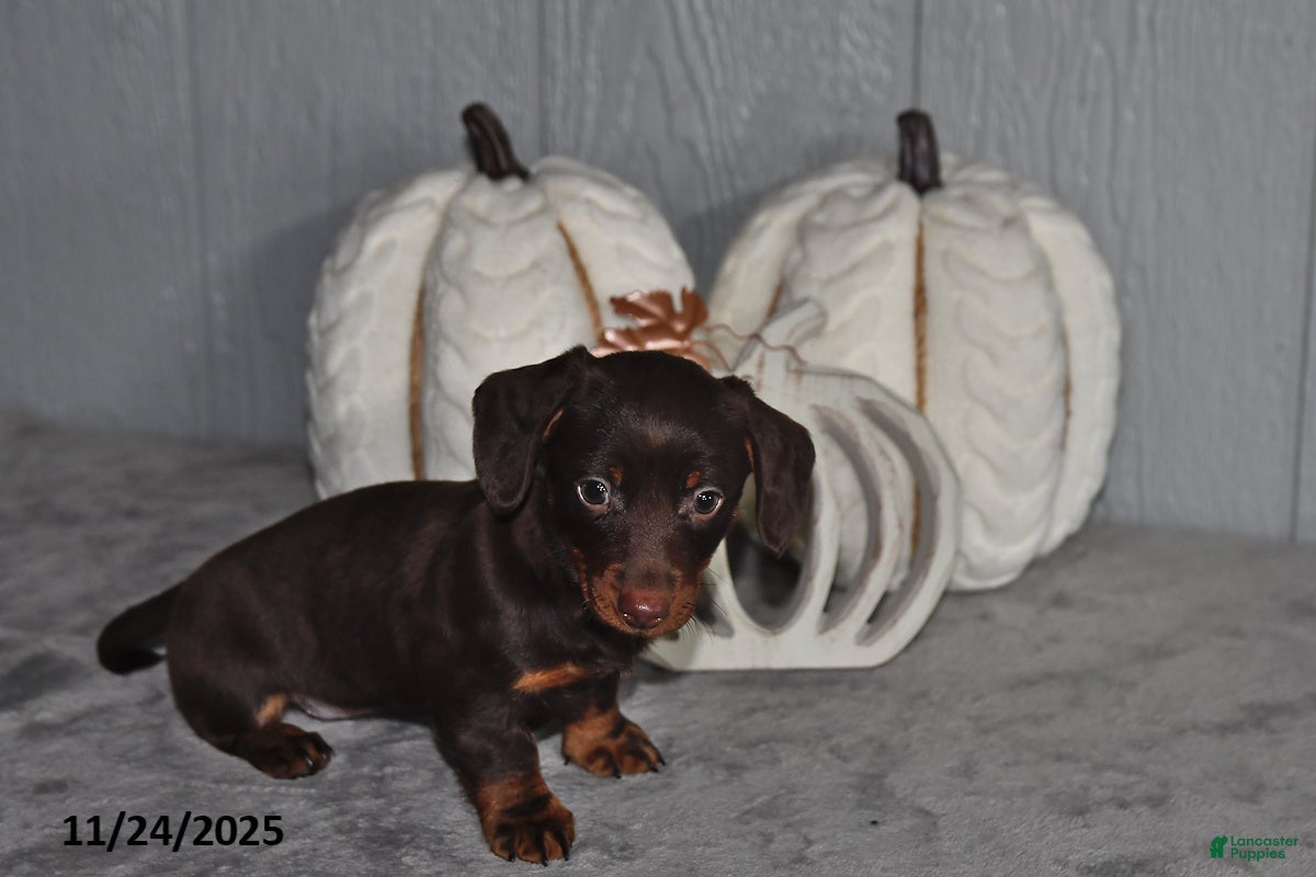 Miniature Dachshund dogs Cocoa - Ad 11