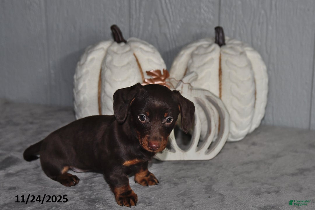 Miniature Dachshund dogs for sale: Cocoa - Ad 1