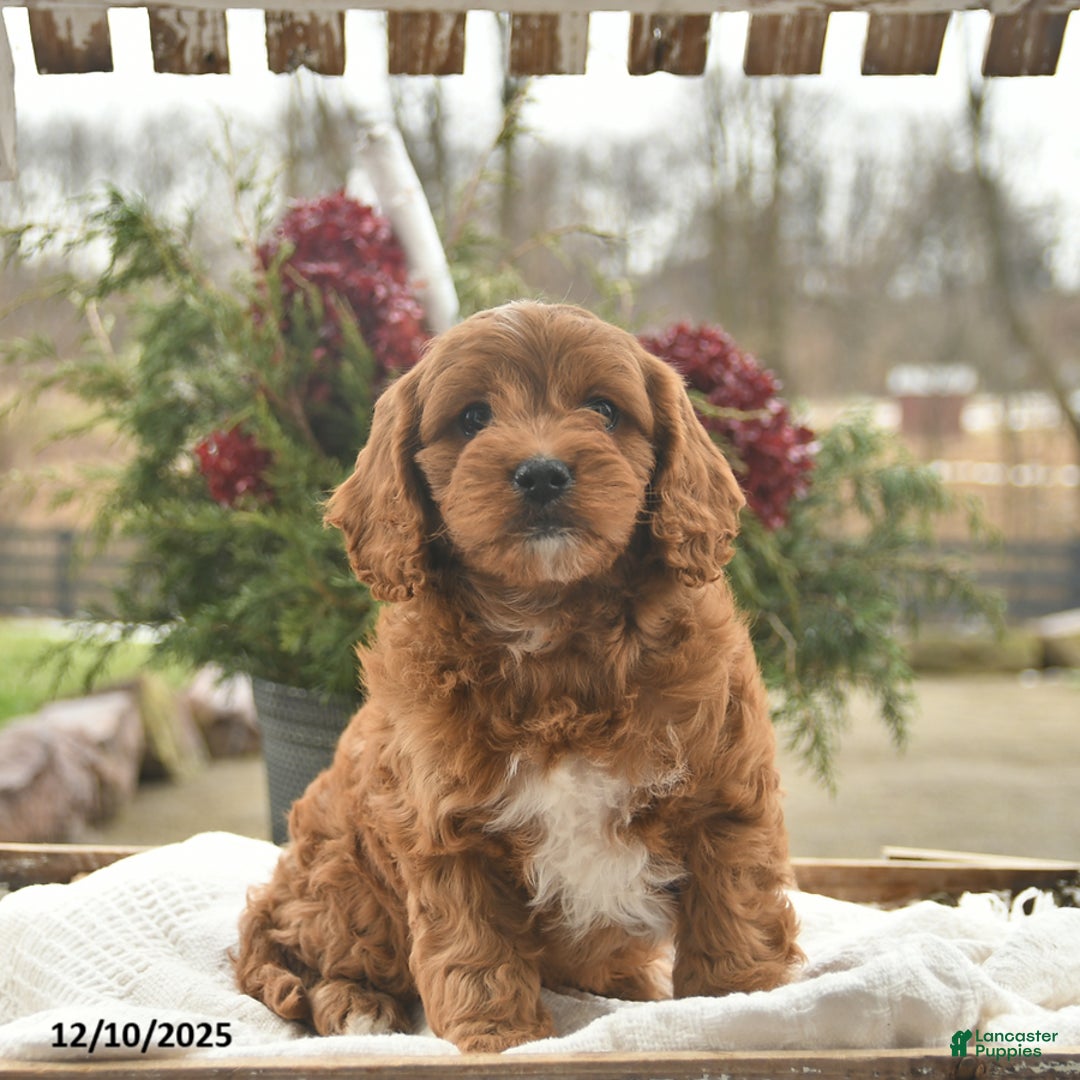 Cavapoo dogs for sale: Blaze  - Ad 2