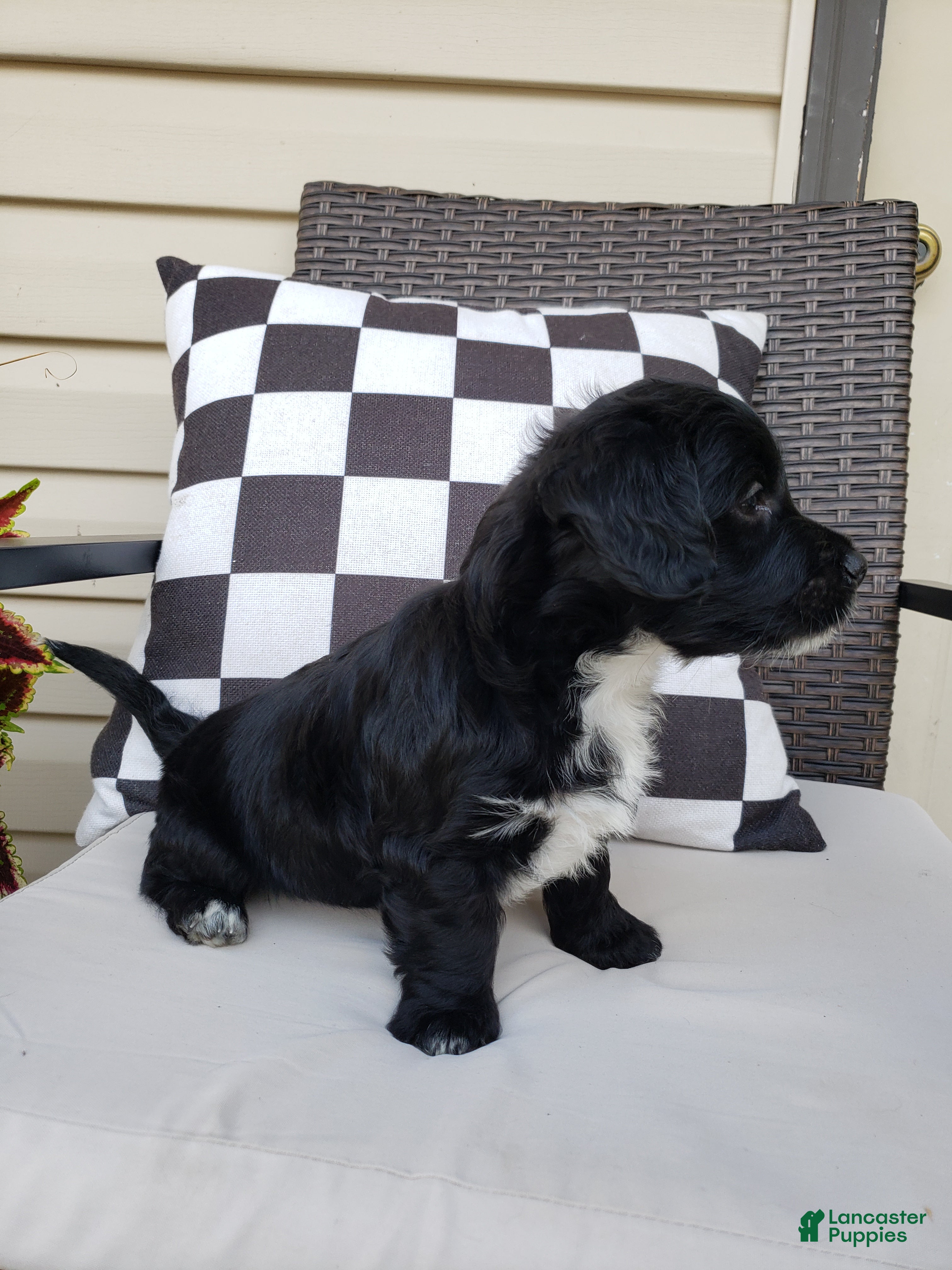 Yorkiepoo dogs Yorkiepoo 1 - Ad 2