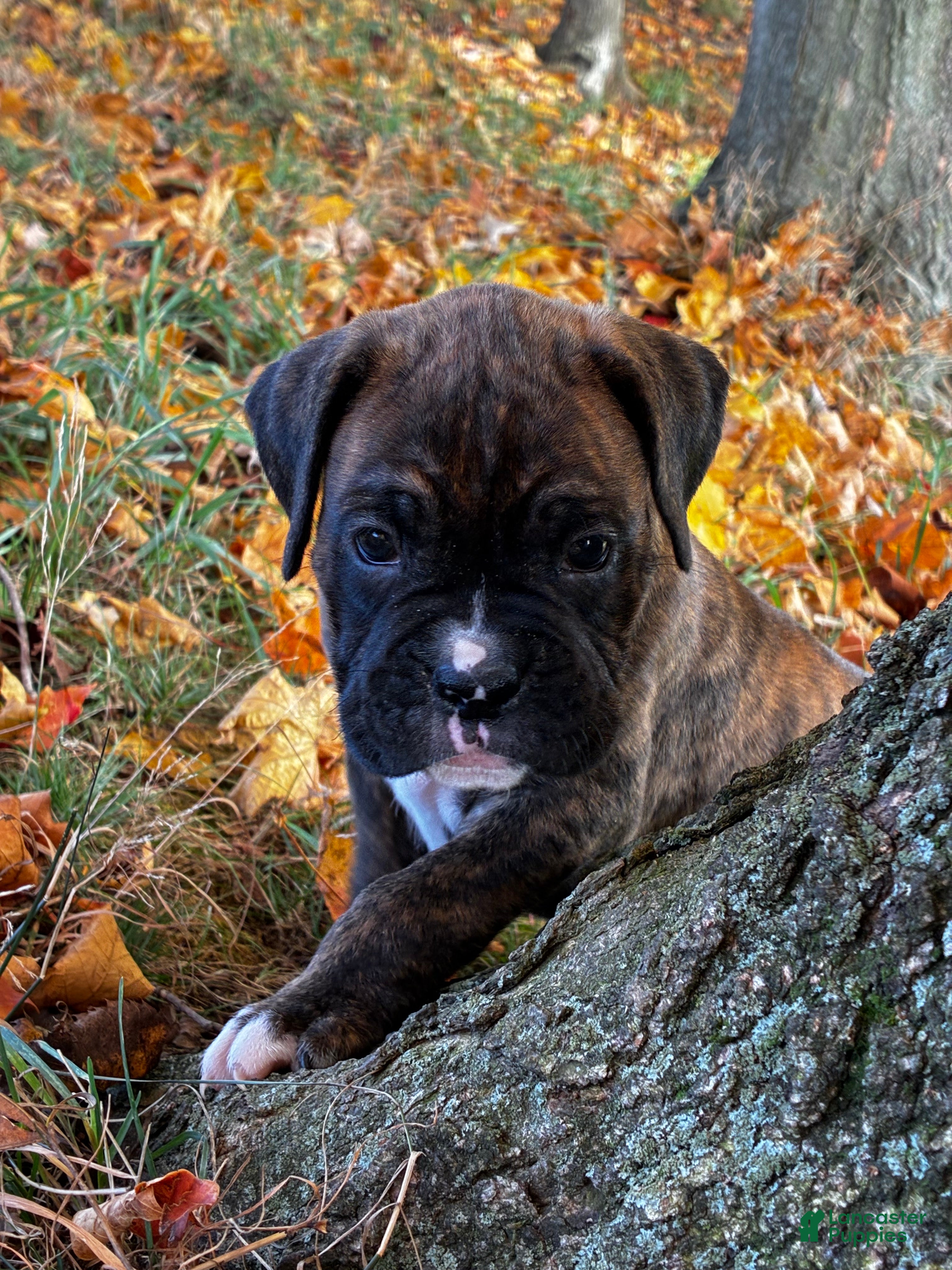 Boxer dogs Isaiah - Ad 1