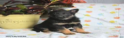 German Shepherd dogs for sale: Wolf   - Ad 2