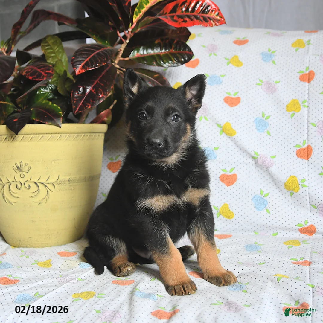 German Shepherd dogs for sale: Wolf   - Ad 2