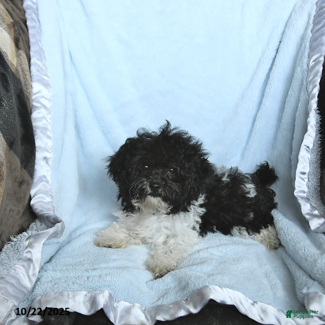 Toy Poodle dogs for sale: Kody - Ad 12