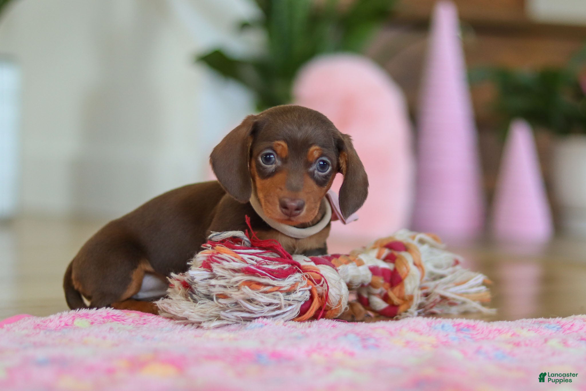 Miniature Dachshund dogs Chloe - Ad 1