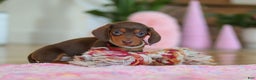 Miniature Dachshund dogs for sale: Chloe - Ad 1