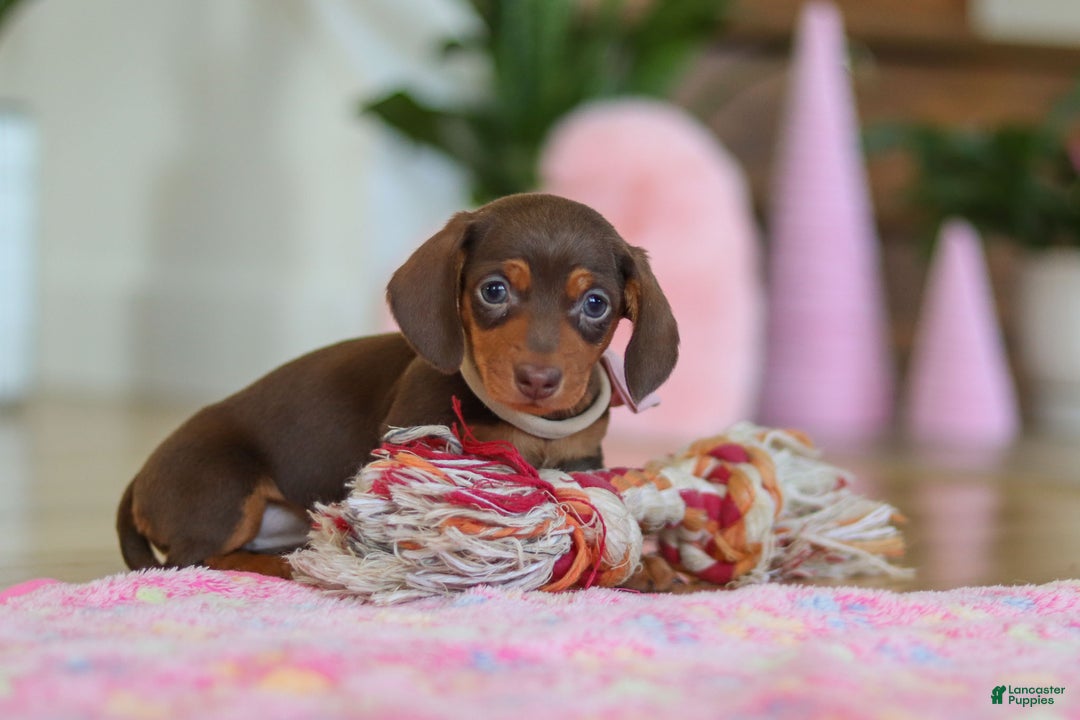 Miniature Dachshund dogs for sale: Chloe - Ad 1