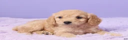 Cavapoo dogs for sale: Abby - Ad 4