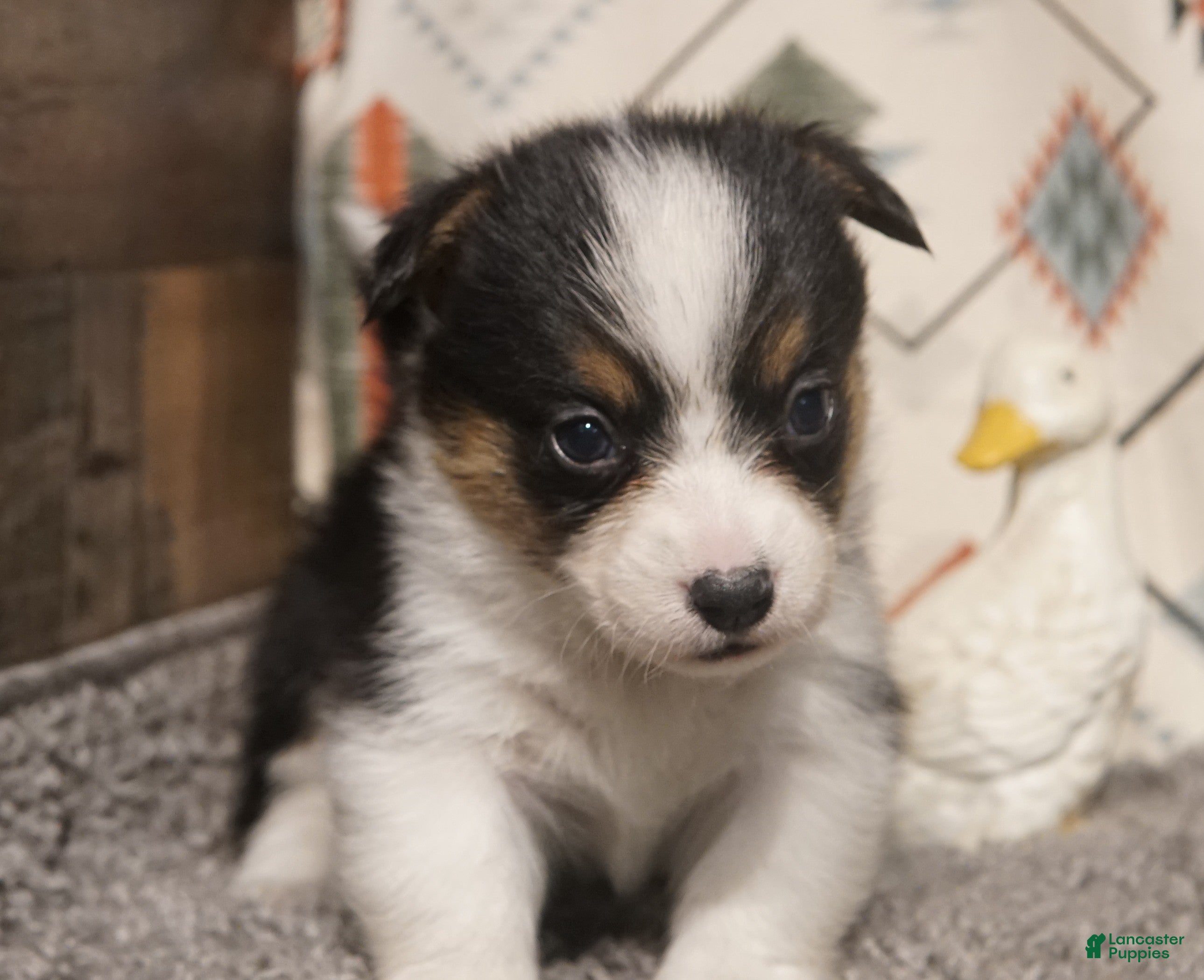 Welsh Corgi Pembroke dogs Ella - Ad 3