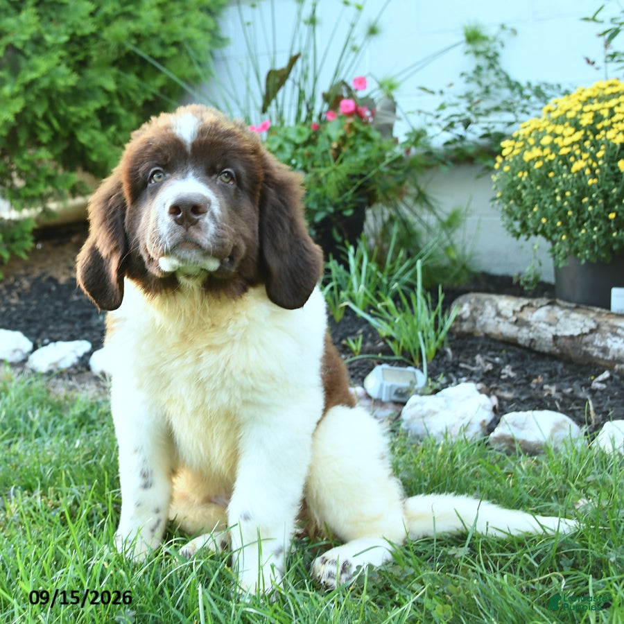 Newfoundland dogs Moraine - Ad 1