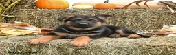 German Shepherd dogs for sale: Lucky - Ad 3
