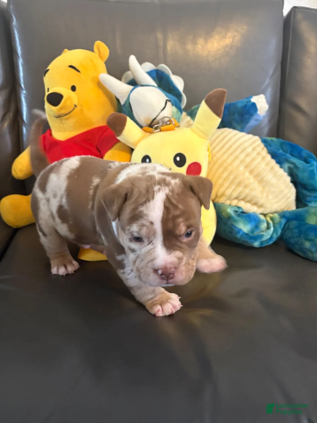 American Bully dogs for sale: American Bully 2 - Ad 4