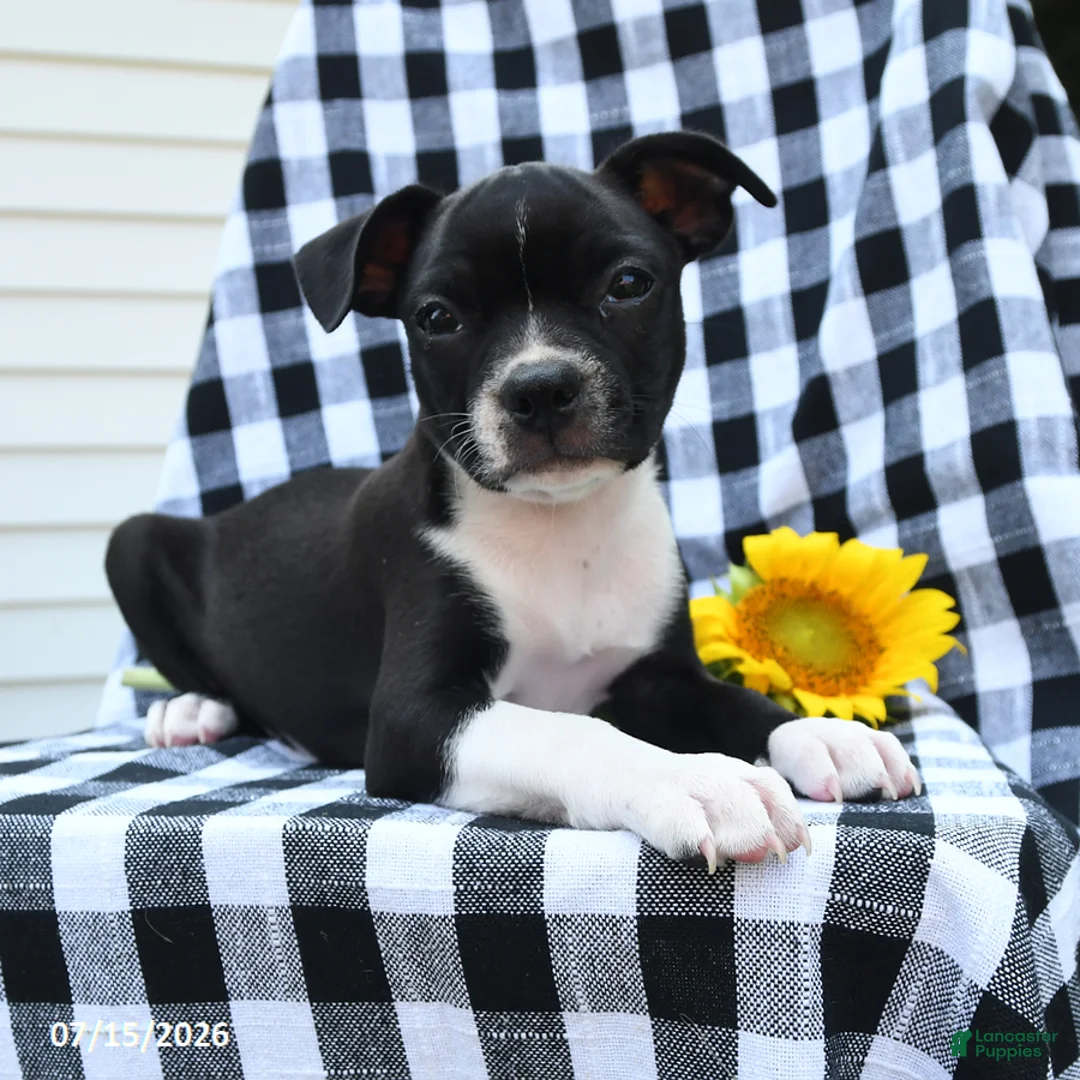 Boston Terrier dogs for sale: Zaily - Ad 1