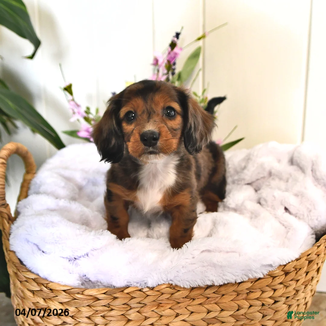 Miniature Dachshund dogs for sale: Dillion - Ad 1