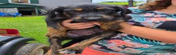 Mixed Breed dogs for sale: Boy 2 - Green - Ad 2