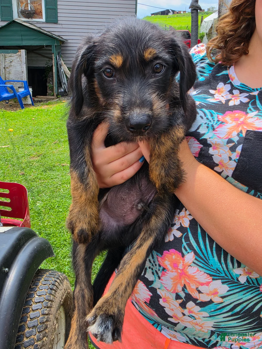 Mixed Breed dogs for sale: Boy 2 - Green - Ad 2