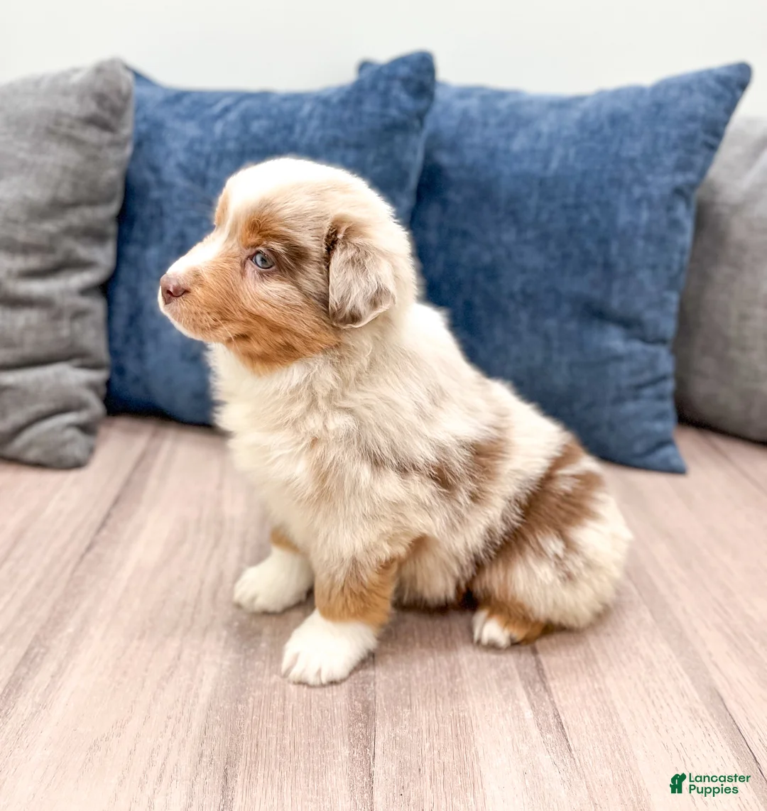 Miniature Australian Shepherd dogs for sale: Bo - Ad 4