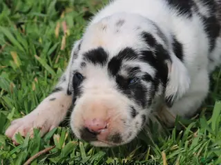 Great Dane dogs Molly - Ad 11