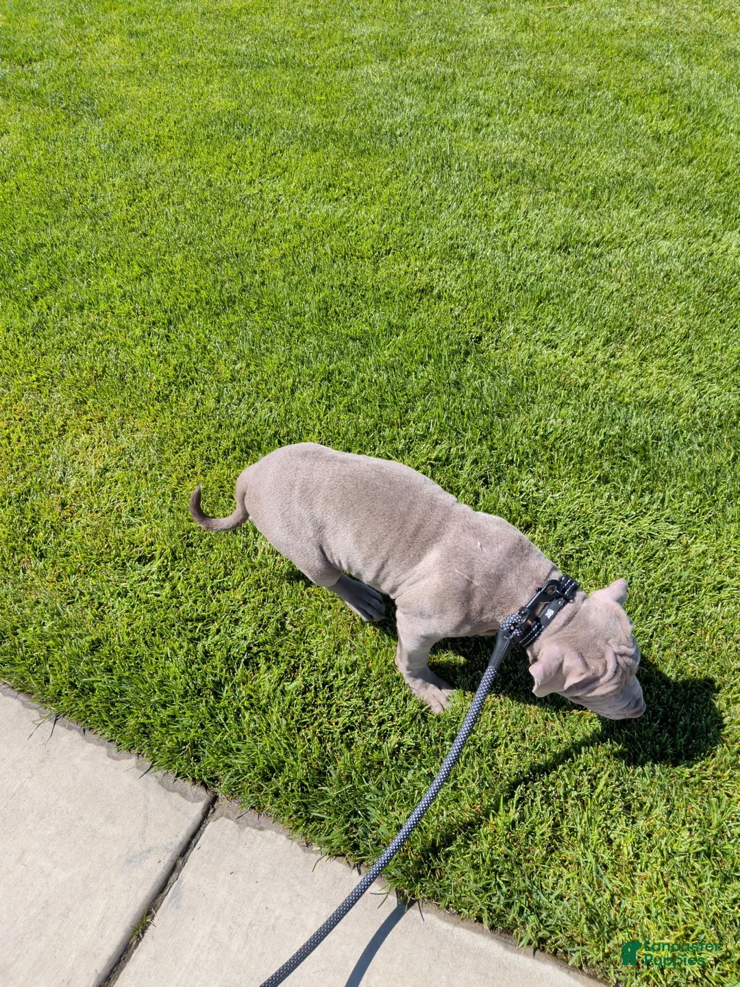Mixed Breed dogs for sale: Mixed Breed 1 - Ad 2