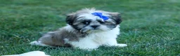 Shih Tzu dogs for sale: MILO - Ad 9