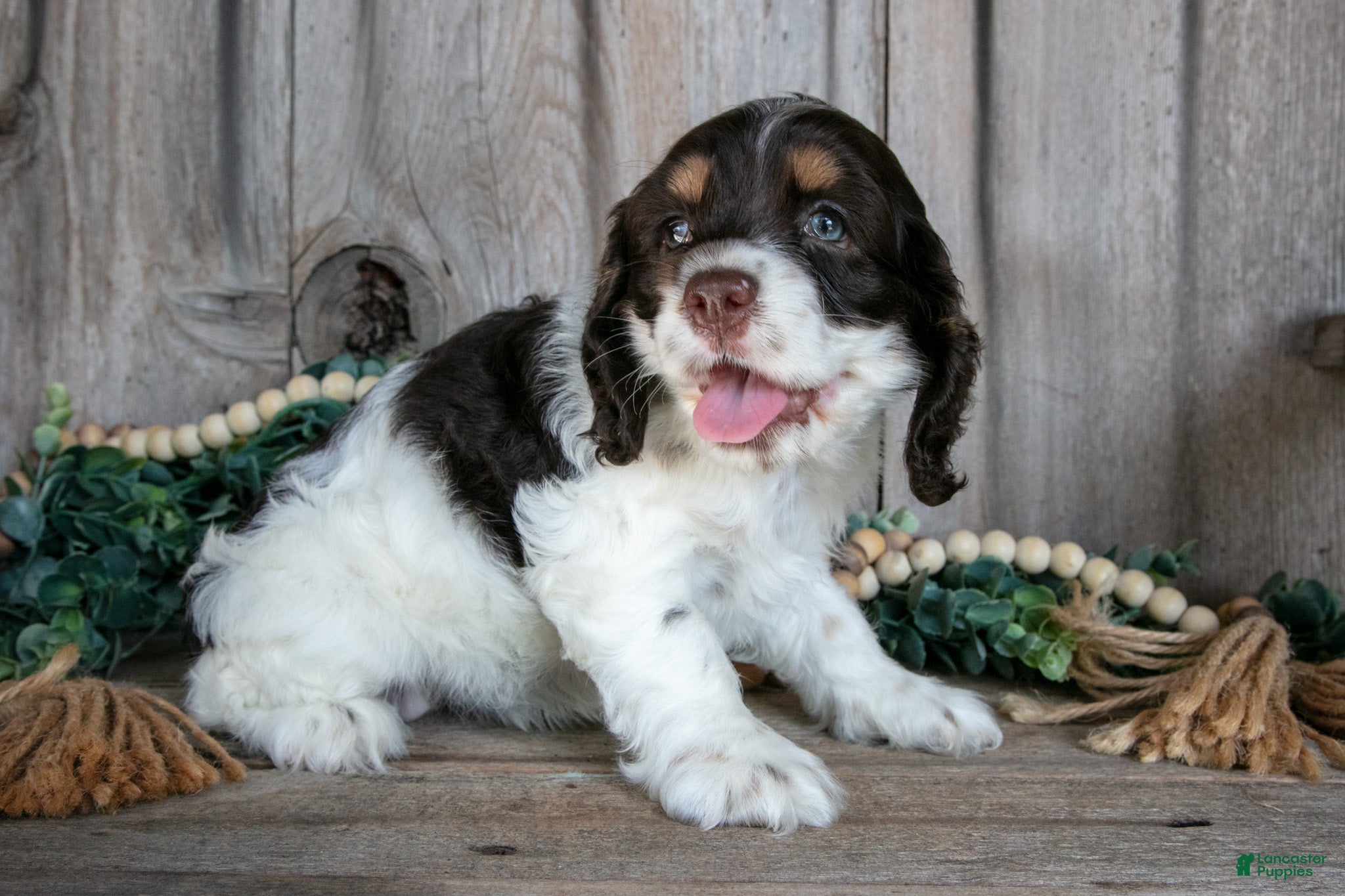Cocker Spaniel dogs Alice - Ad 2