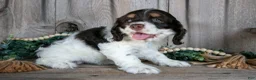 Cocker Spaniel dogs for sale: Alice - Ad 2