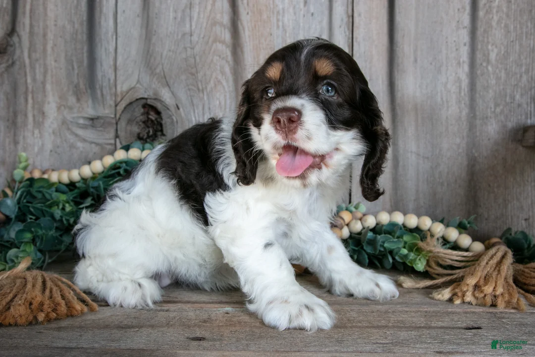 Cocker Spaniel dogs for sale: Alice - Ad 2