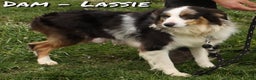 Miniature Australian Shepherd dogs for sale: Derek - Ad 10