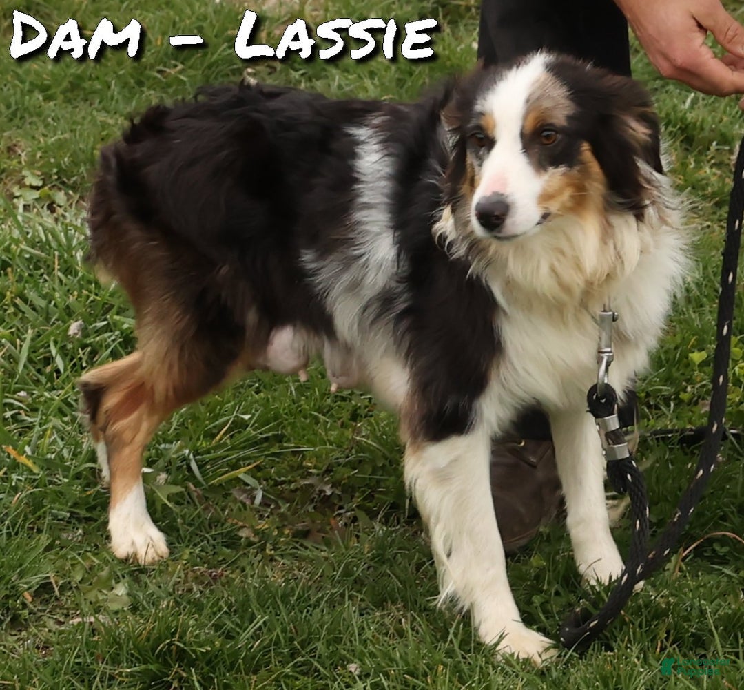 Miniature Australian Shepherd dogs for sale: Derek - Ad 10